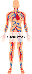 Circulatory_250.png