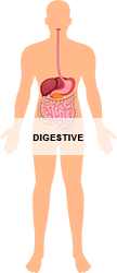 Digestive_250.png