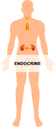 Endocrine_250.png