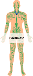 Lymphatic_250.png