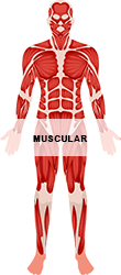 Muscular_250.png