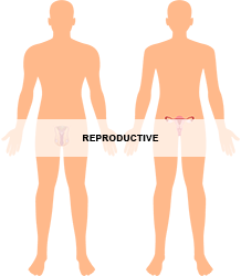 Reproductive_250.png