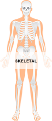 Skeletal_250.png