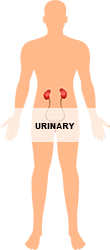 Urinary_250.png